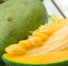 Glyco Harmony African Mango Seed Extract ingredient