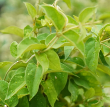 Glyco Harmony Gymnema Leaf Extract ingredient